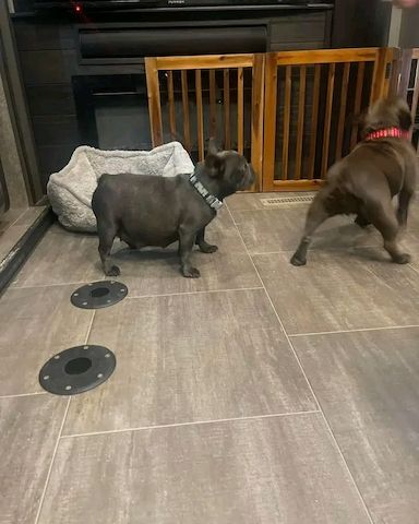 Blaue französische Bulldoggenwelpen zur Adoption