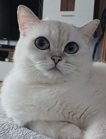 Britische Kurzhaar Katze zu verkaufen