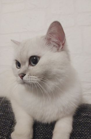 Britische Kurzhaar Katze zu verkaufen