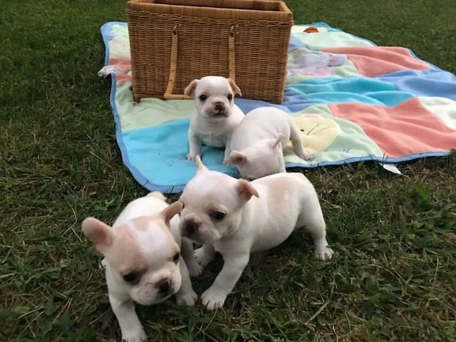 Französische Bulldoggenwelpen zur Adoption