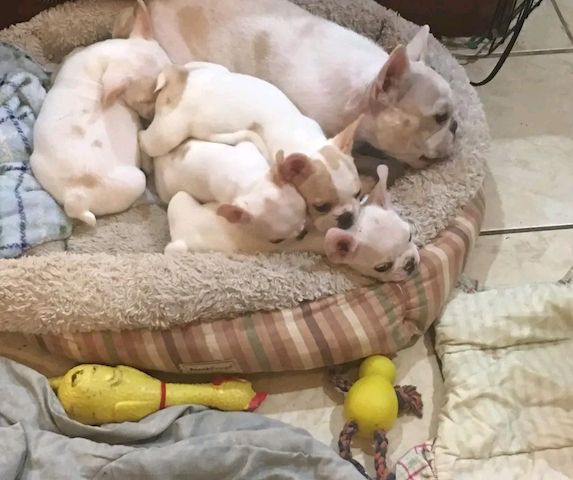 Französische Bulldoggenwelpen zur Adoption