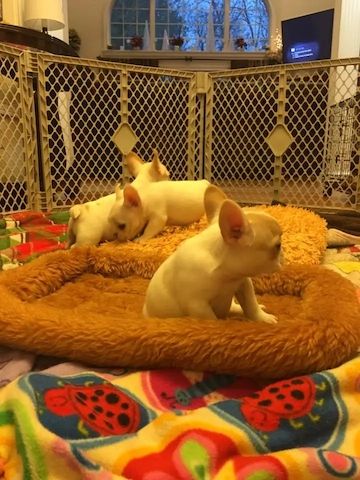 Französische Bulldoggenwelpen zur Adoption