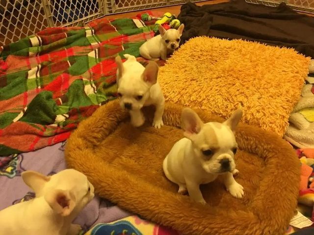 Französische Bulldoggenwelpen zur Adoption