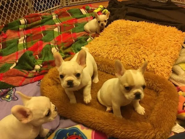 Französische Bulldoggenwelpen zur Adoption