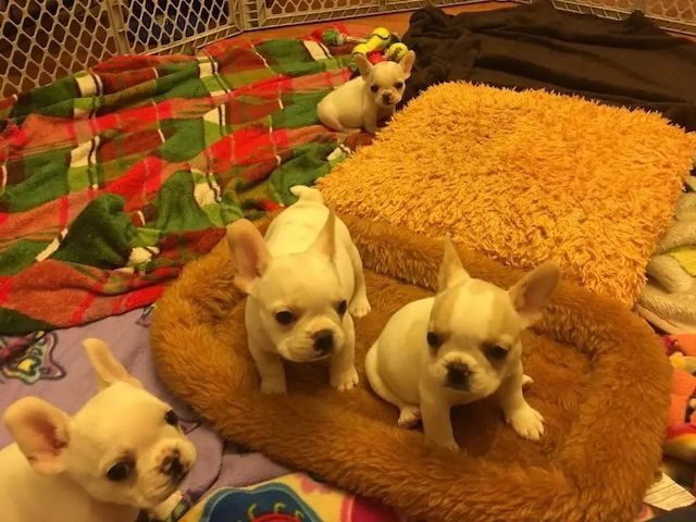 Französische Bulldoggenwelpen zur Adoption