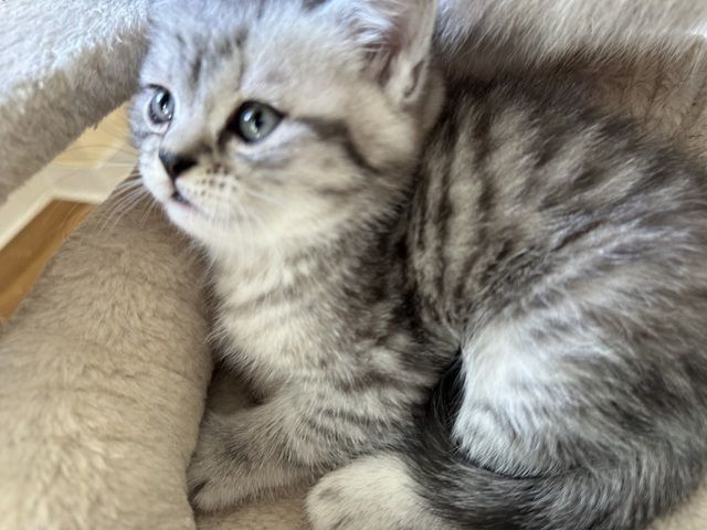 Bkh kater simba