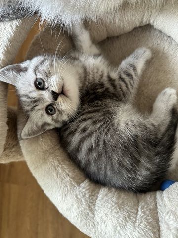 Bkh kater simba