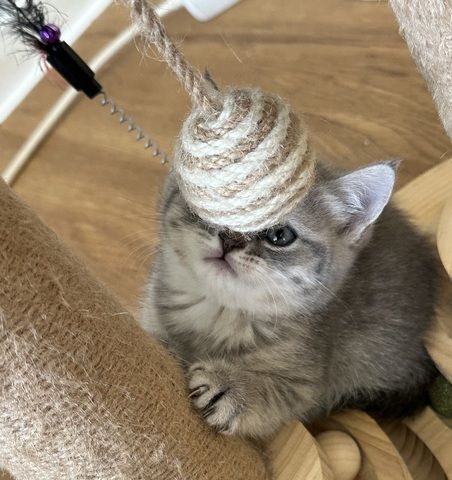 Bkh Katze  lulu