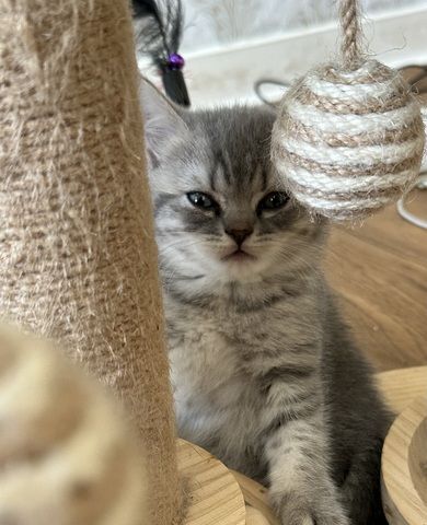 Bkh Katze  lulu