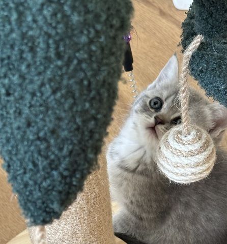 Bkh Katze  lulu