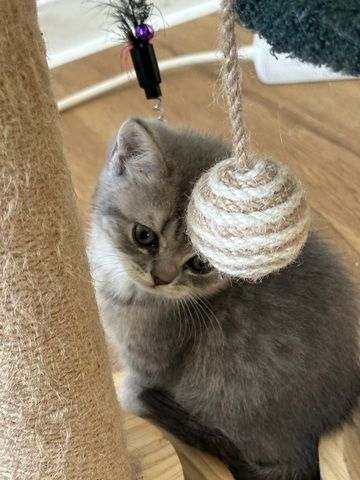 Bkh Katze  lulu