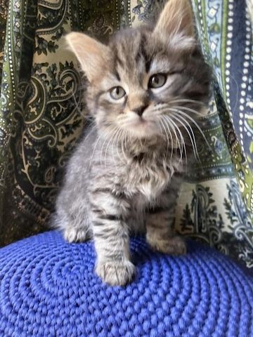 Wunderschöner Sibirische Katerchen Bulat sucht ein liebevolles Zuhause!