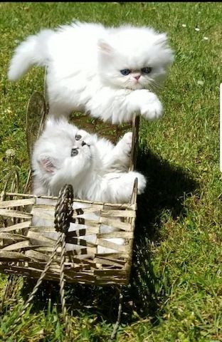 Perserkätzchen, Perserkitten, Perserbabies
