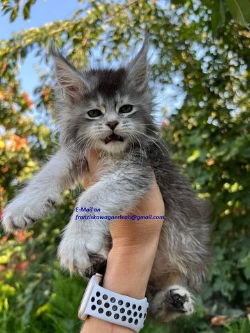 🐾✨ Bezaubernde Maine-Coon-Kätzchen suchen ein liebevolles Zuhause! ✨🐾
