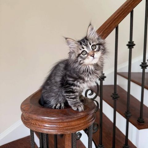 🐾✨ Bezaubernde Maine-Coon-Kätzchen suchen ein liebevolles Zuhause! ✨🐾