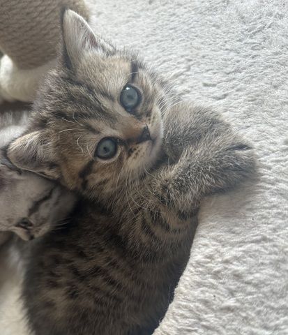 Bkh katze rouge