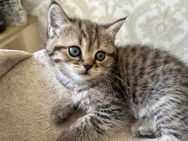 Bkh katze rouge