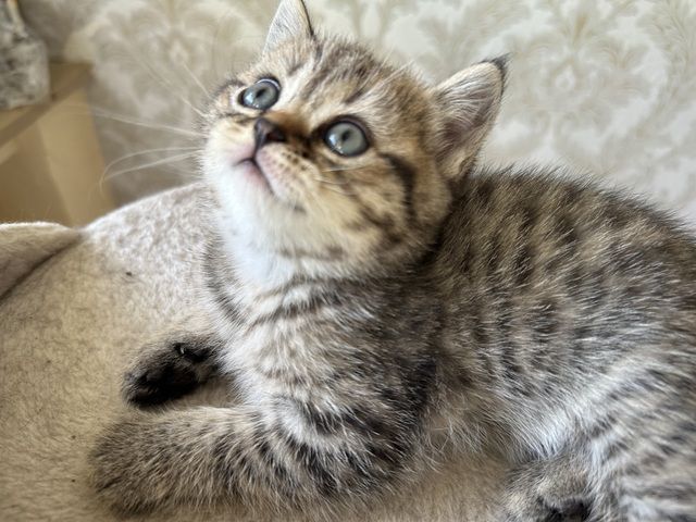 Bkh katze rouge