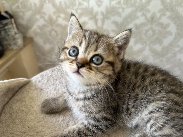 Bkh katze rouge