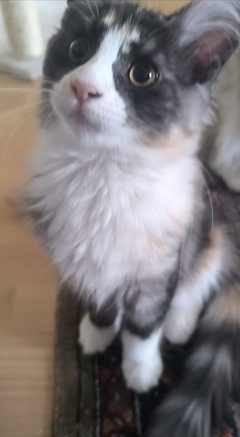 Reines Maine coon Mädchen, 13 Wochen alt sucht liebevolles Zuhause