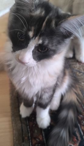 Reines Maine coon Mädchen, 13 Wochen alt sucht liebevolles Zuhause
