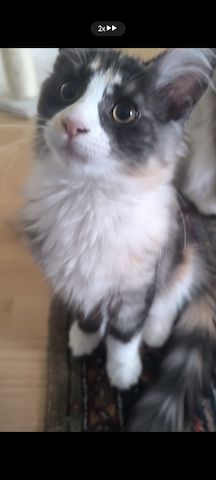 Reines Maine coon Mädchen, 13 Wochen alt sucht liebevolles Zuhause