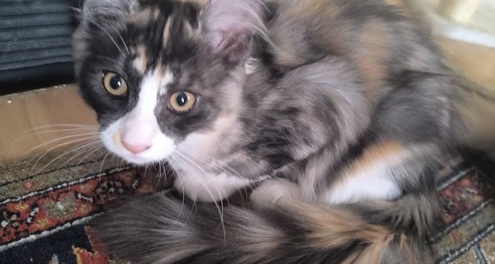 Reines Maine coon Mädchen, 13 Wochen alt sucht liebevolles Zuhause