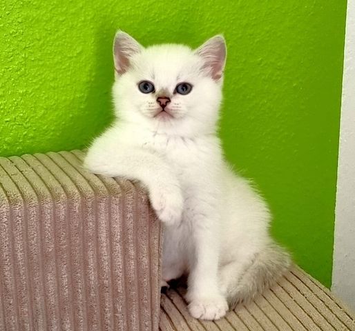 Supersüße Kitten mit blauen Augen BKH seal-silver-shaded-point ns 11 33 reinrassig!