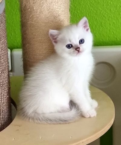 Supersüße Kitten mit blauen Augen BKH seal-silver-shaded-point ns 11 33 reinrassig!