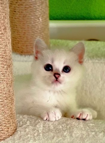 Supersüße Kitten mit blauen Augen BKH seal-silver-shaded-point ns 11 33 reinrassig!