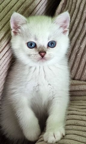 Supersüße Kitten mit blauen Augen BKH seal-silver-shaded-point ns 11 33 reinrassig!