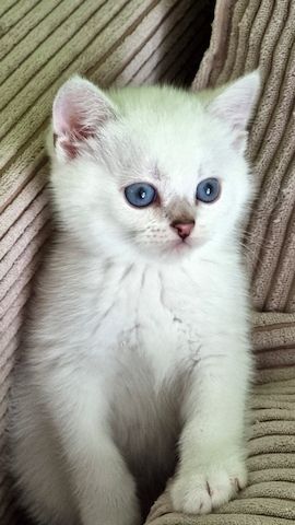 Supersüße Kitten mit blauen Augen BKH seal-silver-shaded-point ns 11 33 reinrassig!