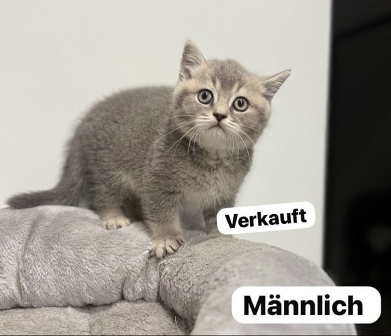 Reinrassige Britisch Kurzhaar Katzen BKH Männlich + weiblich