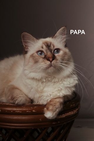 BLH /Heilige Birma Kitten
