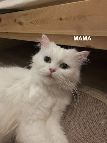 BLH /Heilige Birma Kitten