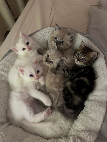 BLH /Heilige Birma Kitten
