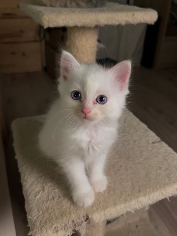 BLH /Heilige Birma Kitten
