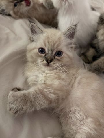 BLH /Heilige Birma Kitten