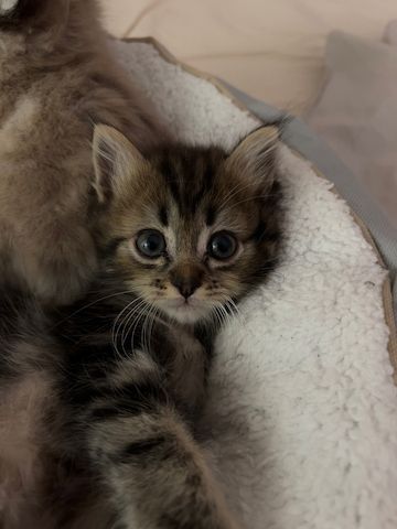 BLH /Heilige Birma Kitten