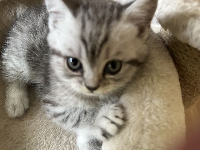 Bkh kater simba
