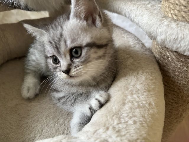 Bkh kater simba