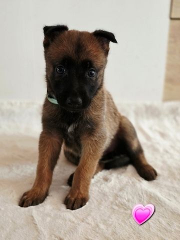 Belgischer Schäferhund 