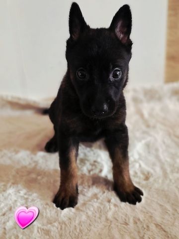 Belgischer Schäferhund 