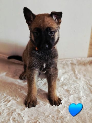 Belgischer Schäferhund 