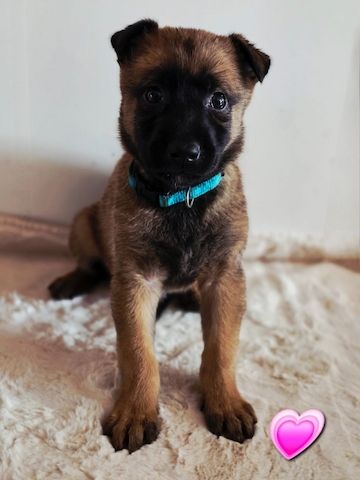 Belgischer Schäferhund 