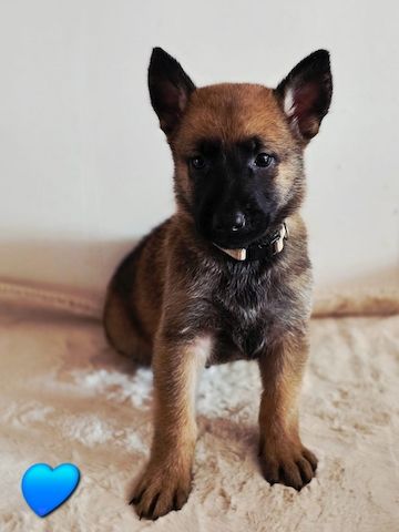 Belgischer Schäferhund 