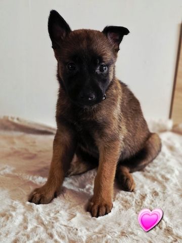 Belgischer Schäferhund 