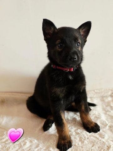 Belgischer Schäferhund 