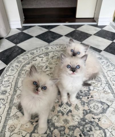 Reinrassige Ragdoll-Kätzchen