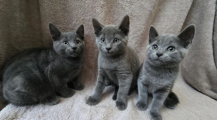 Russisch Blau – entzückende Kätzchen
